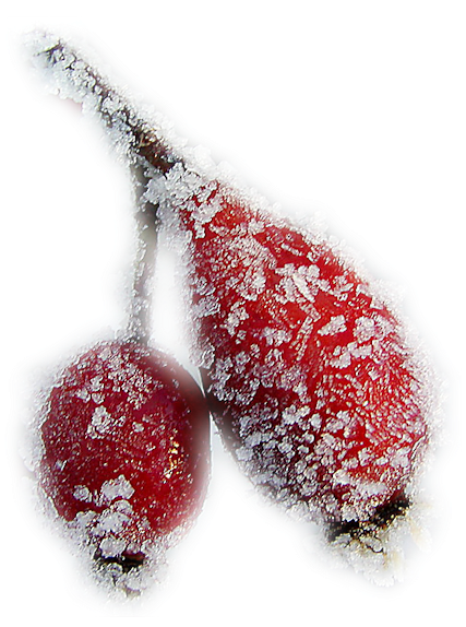 Rose Hips In Winter - Black Cherry (490x600)