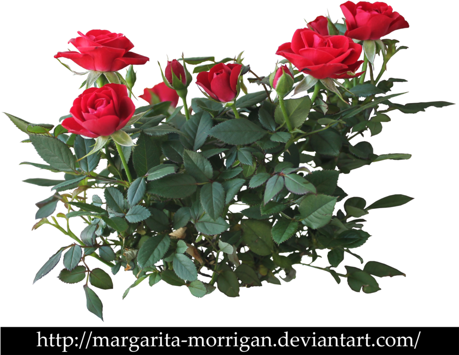 Rose Bush Clipart Transparent - Shrub Roses Png (900x711)