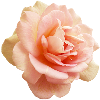 Valentine's Day Pink Rose - Rose (354x347)