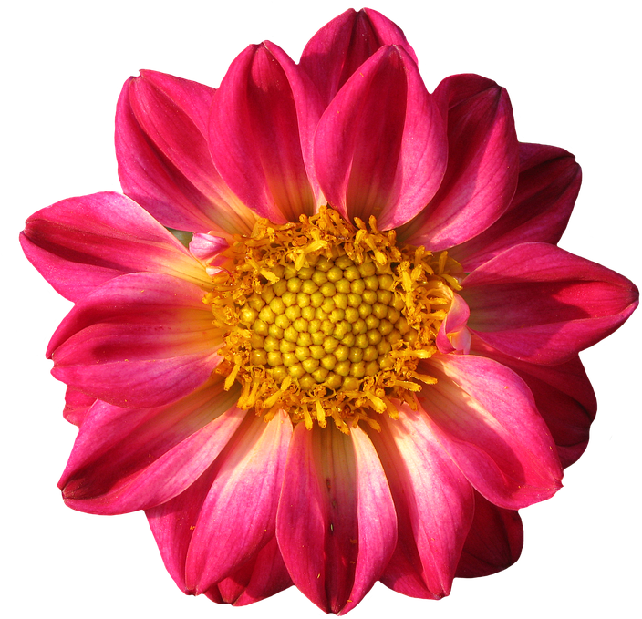 Gazania Png Pic - Garden (960x720)