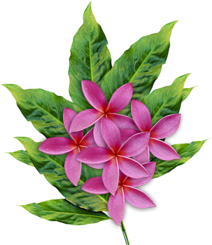 Plumeria Çiçeği Png Resimleri, Png Çiçek Görselleri, - Plumeria Flower (444x500)