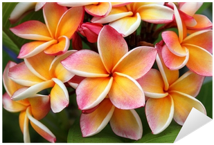 Frangipani Plumeria Flower Sticker Pixers We Live To - Openlayers 3: Beginner's Guide (400x400)