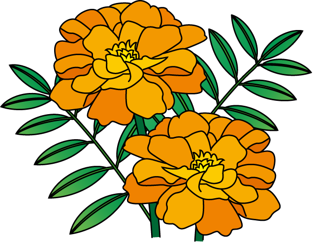 夏の花2 19 マリーゴールドイラスト - マリー ゴールド イラスト (636x492)