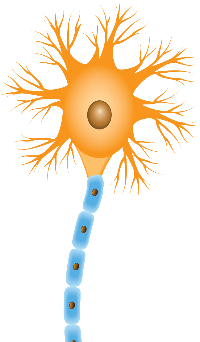 U Scientists Report A Significant Step Toward Combating - U Scientists Report A Significant Step Toward Combating (648x1107)