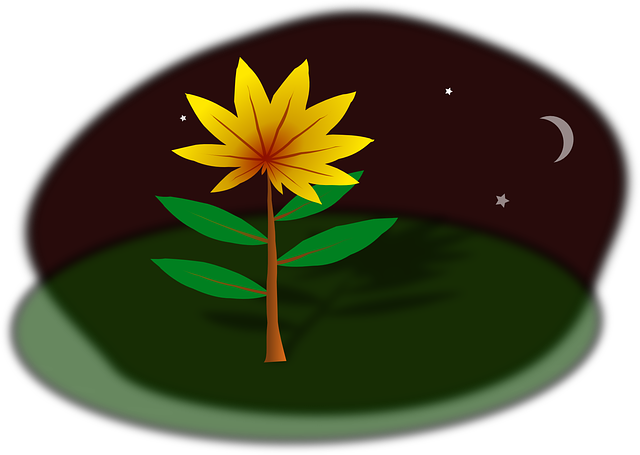 Night Plant, Nature, Flower, Night - Clip Art (640x455)