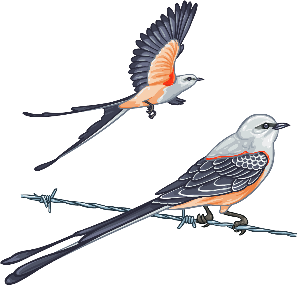 Bird Passerine Scissor-tailed Flycatcher Oklahoma Scissors - Bird Passerine Scissor-tailed Flycatcher Oklahoma Scissors (1024x1024)