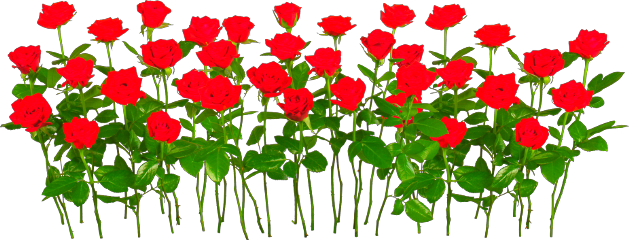 Flower Roses Nature S Freetoedit - Gulab Ful Hd Png (629x240)
