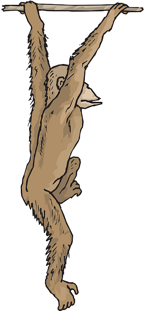 Branch, Art, Swinging, Animal, Chimp, Hanging, Fur - Chimp Png Hanging (320x640)