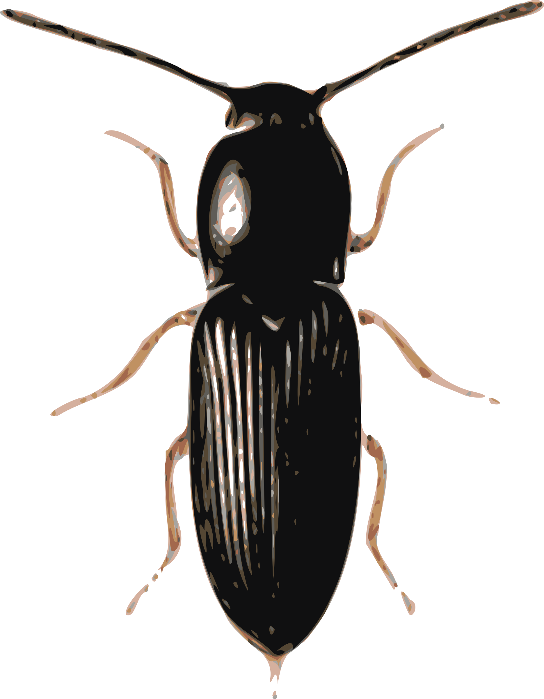 Big Image - Beetle Png (1870x2400)