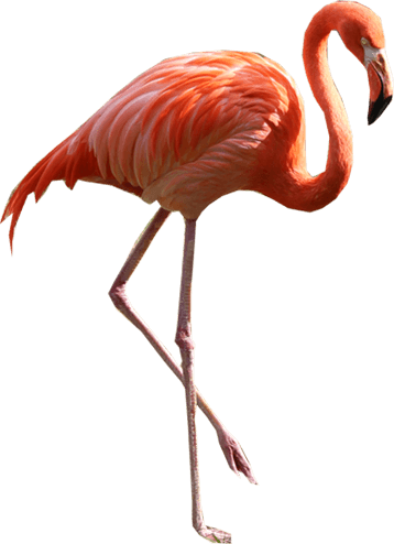 Flamingo Png Image - Flamingo Png (358x494)