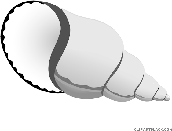Seashell Animal Free Black White Clipart Images Clipartblack - Shells Clipart (600x509)