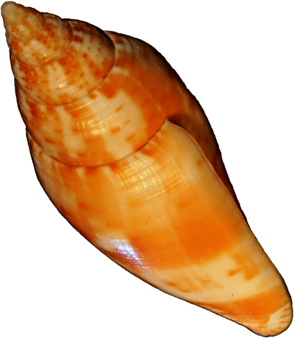 Orange Seashell By Jeanicebartzen27 On Deviantart - Orange Seashell (1024x1180)