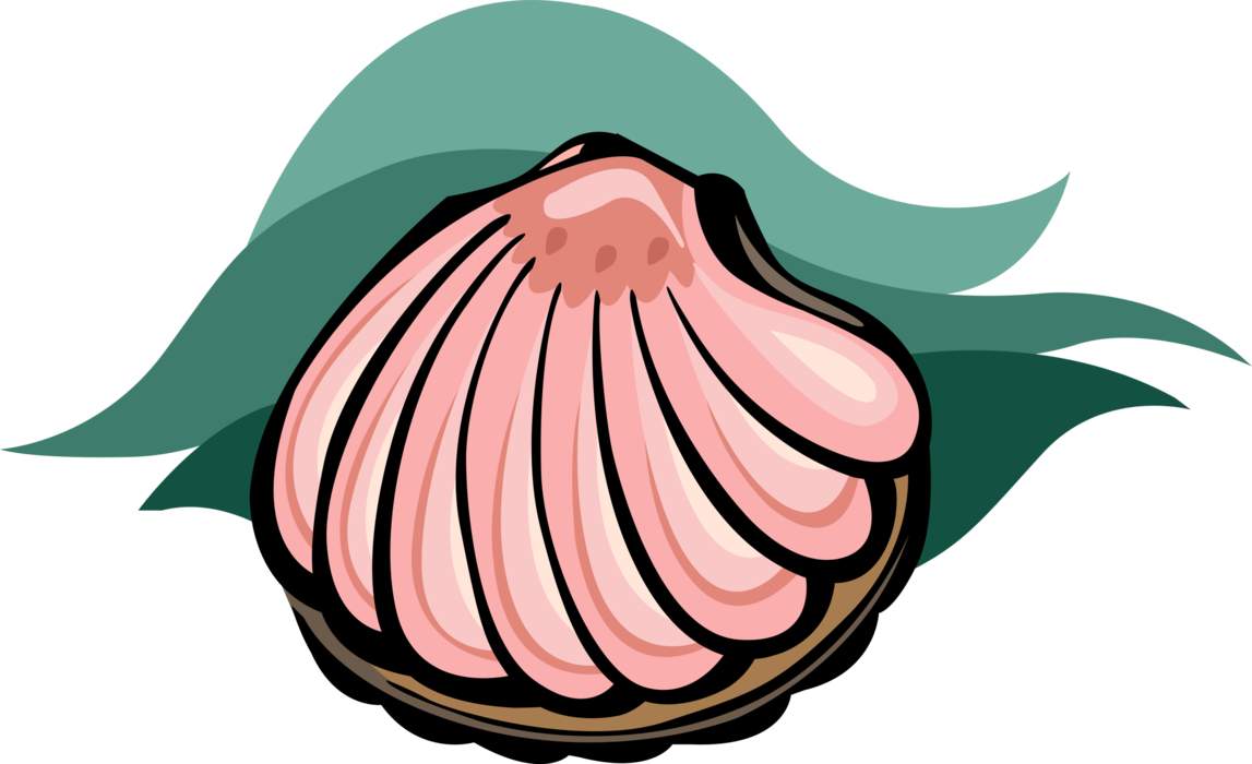 Vector Illustration Of Marine Aquatic Mollusk Seashell - Clipart Muschel (1147x700)