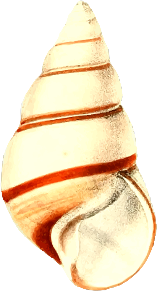 Sea Shell - Seashell (537x1000)