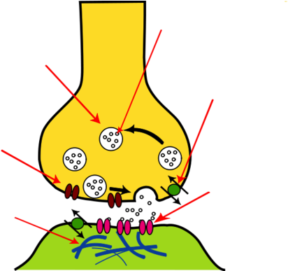 Px Synapse Illustration Unlabeled Image - Transmission Of Nerve Impulses (600x386)