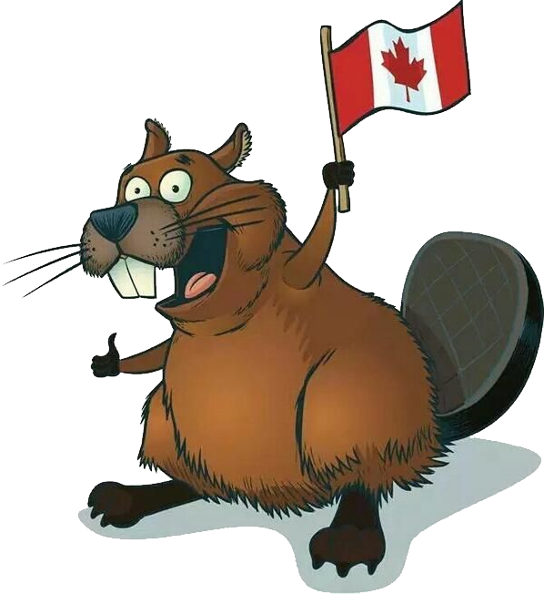 Beaver Clipart Transparent Background - Decal Canadian Beaver Car Window Jet Ski (10 X 9,45 (598x652)