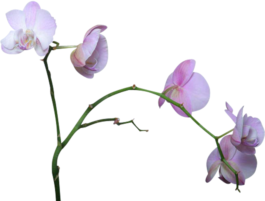 Cut Flowers Orchids Clip Art - Cut Flowers Orchids Clip Art (1200x875)