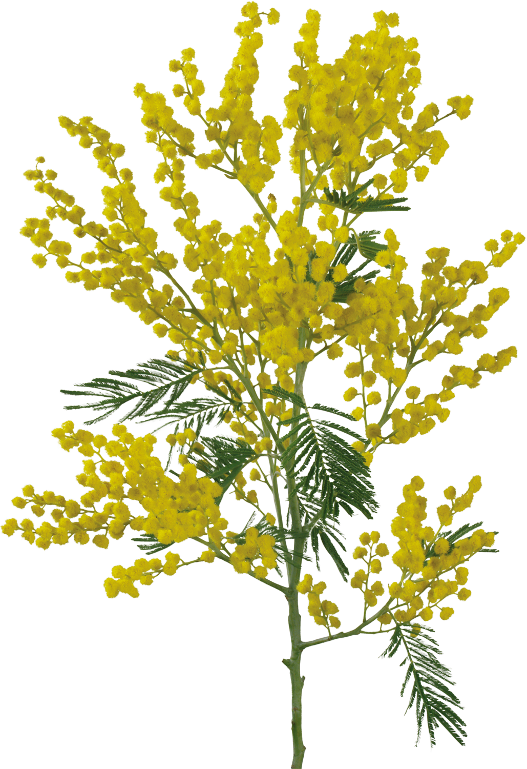 Sensitive Plant Flower Acacia Dealbata Clip Art - Sensitive Plant Flower Acacia Dealbata Clip Art (1029x1500)