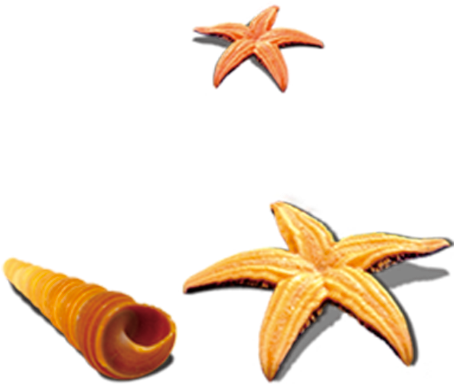 Starfish Seashell Sea Snail - Starfish Seashell Sea Snail (500x500)