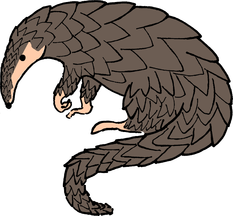 Wild Clip Art Download - Pangolin Clipart (800x743)