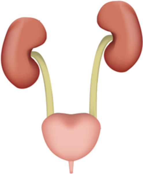 Prevention And Treatment Of Urinary Tract Infections - Urinary Tract Infection Cause (587x719)