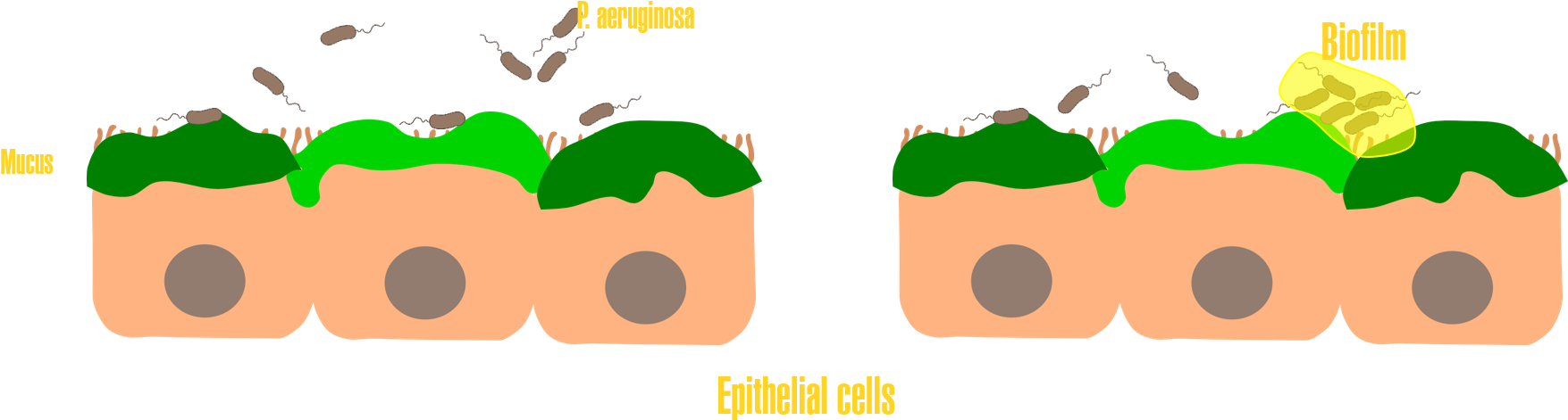One Of The Main Pathogens Found In An Infection Of - One Of The Main Pathogens Found In An Infection Of (1778x536)