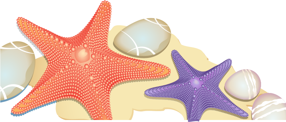 Starfish Euclidean Vector Sand Beach - Beach (1042x1042)