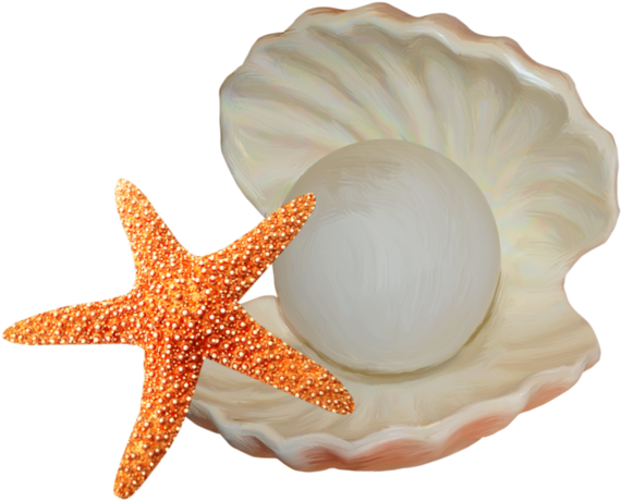 Seashell Starfish Illustration - Seashell Starfish Illustration (589x490)