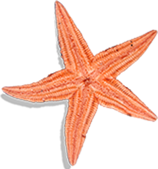 Patrick Star Starfish - Patrick Star Starfish (1081x591)