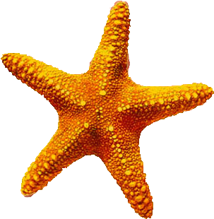 Download Starfish Latest Version 2018 Image - Starfish Png (360x360)