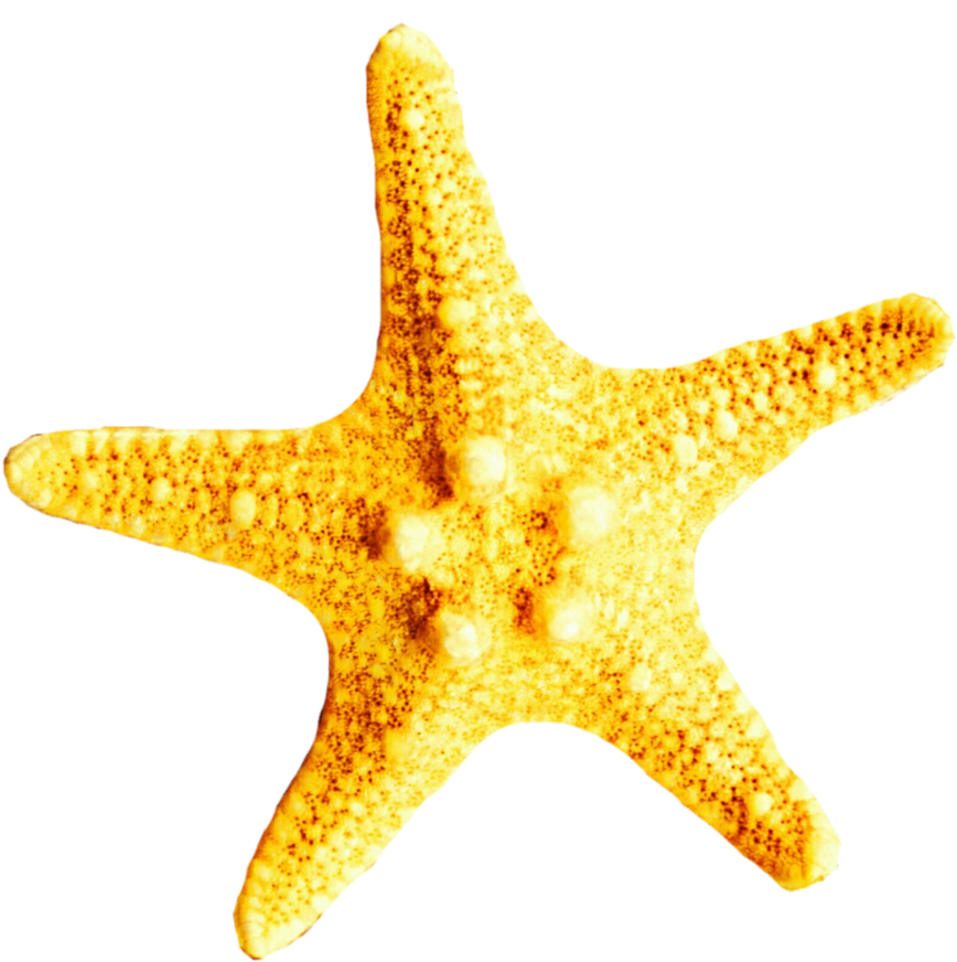 Yellow Starfish By Jeanicebartzen27 - Starfish (900x888)