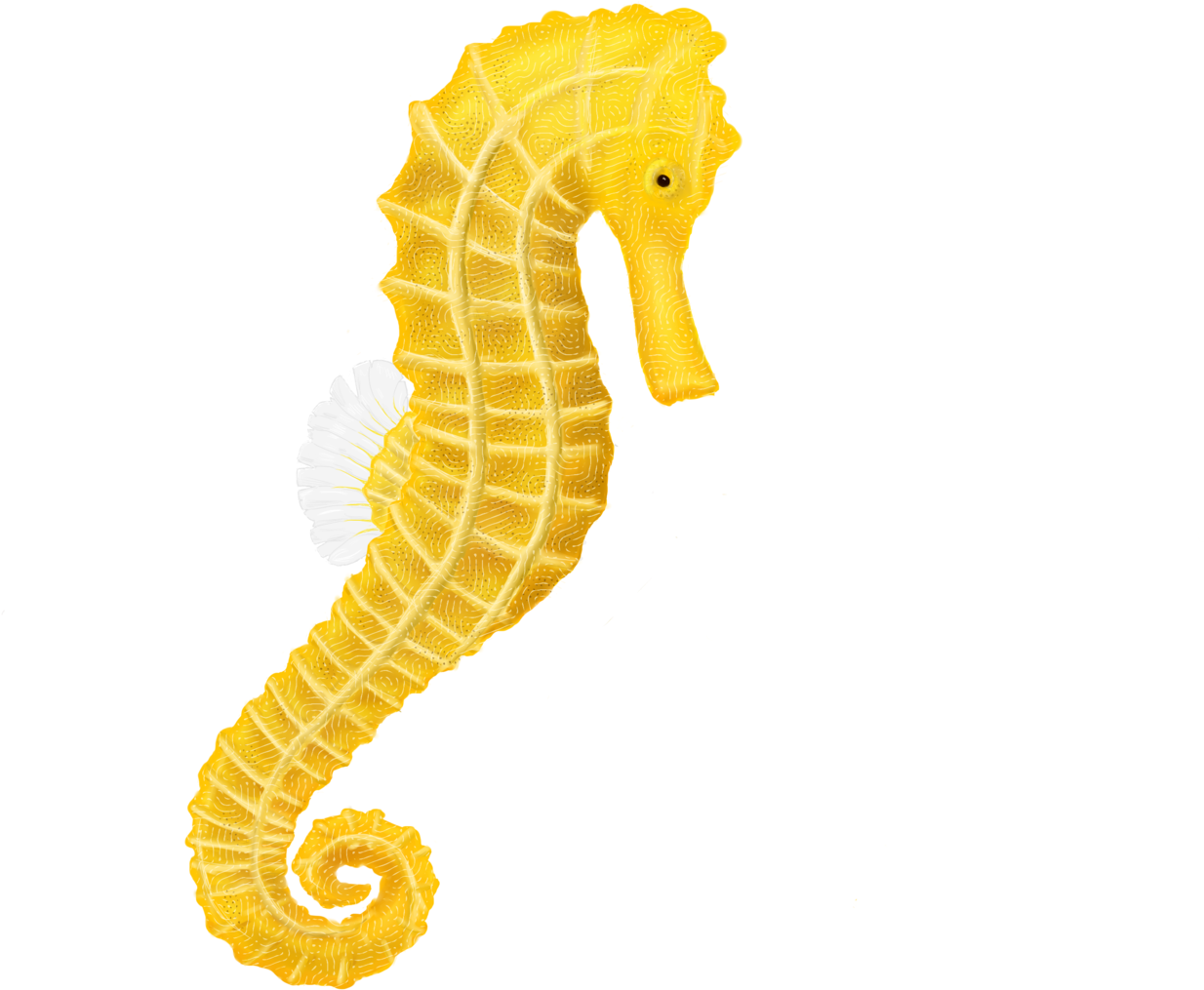 Download Free Printable Clipart And Coloring Pages - Seahorse Png (1600x1029)