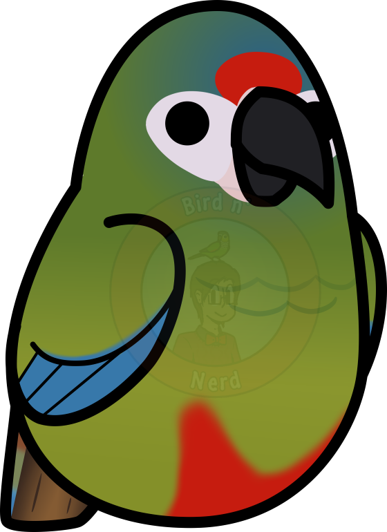 Twitter Website Redbubble Bird's Facebook Page - Blue-winged Macaw (560x770)