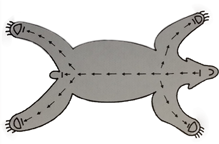 Field Guide Life-sized Or Rug - Field Guide (440x280)