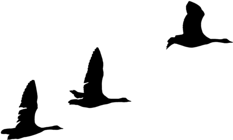 Geese Silhouettes By Frankandcarystock On Clipart Library - Goose (900x600)