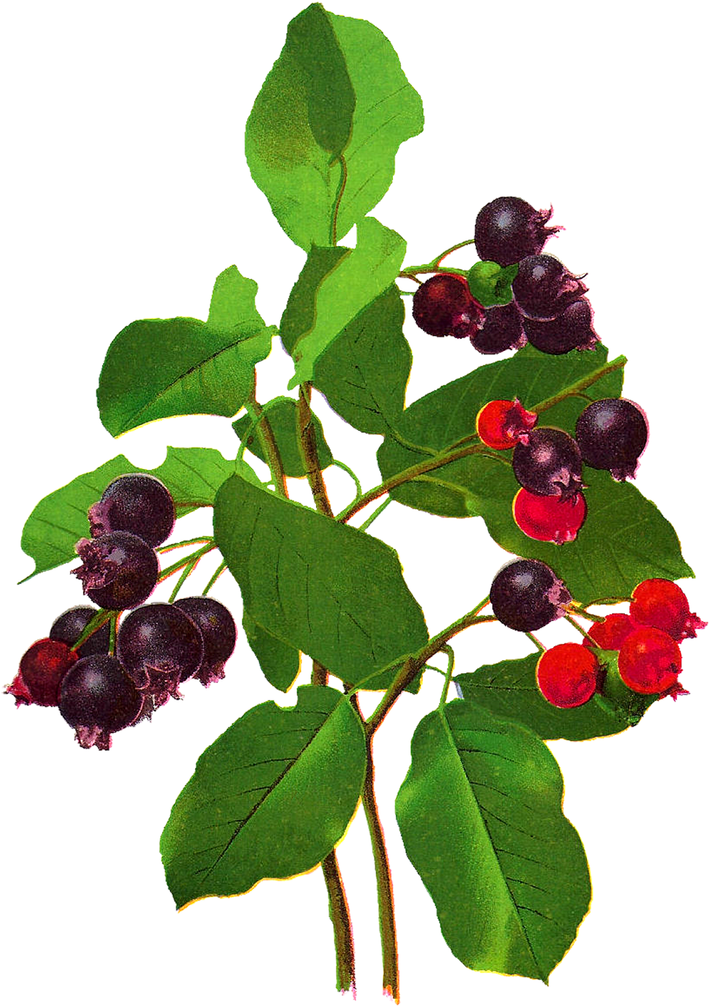 Fruit Berry Image Digital Download Botanical Art - Fruit (1119x1600)