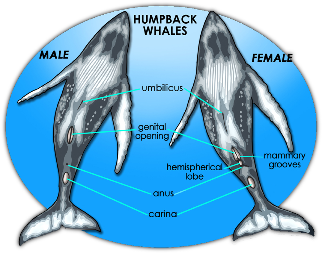 An Illustration Of The Anatomy Of The Humpback Whale, - Pixies (1750x917)