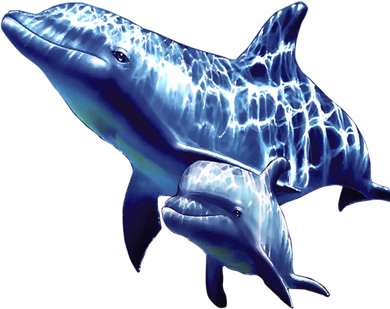 Common Bottlenose Dolphin Short Beaked Common Dolphin - Common Bottlenose Dolphin Short Beaked Common Dolphin (567x567)