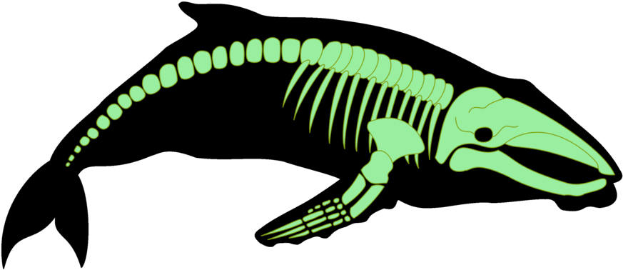 Shadow Painting Of Animals Xray Whale By Shadow Wolves666 - Xray Of A Whale (900x425)