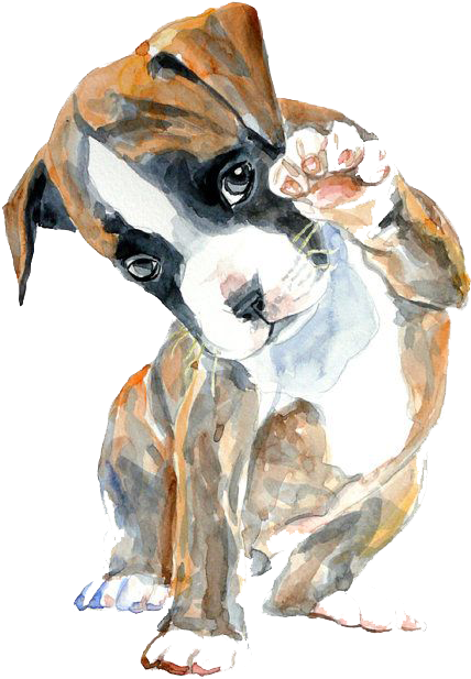Boxer Watercolor Painting Oil Painting Drawing - Boxer Puppy Drawing (570x772)