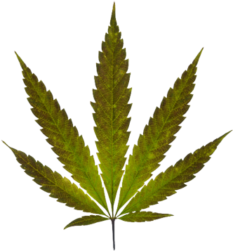 Coolest Marijuana Leaf Transparent Background Pin Free - Marijuana Leaf Real (400x400)