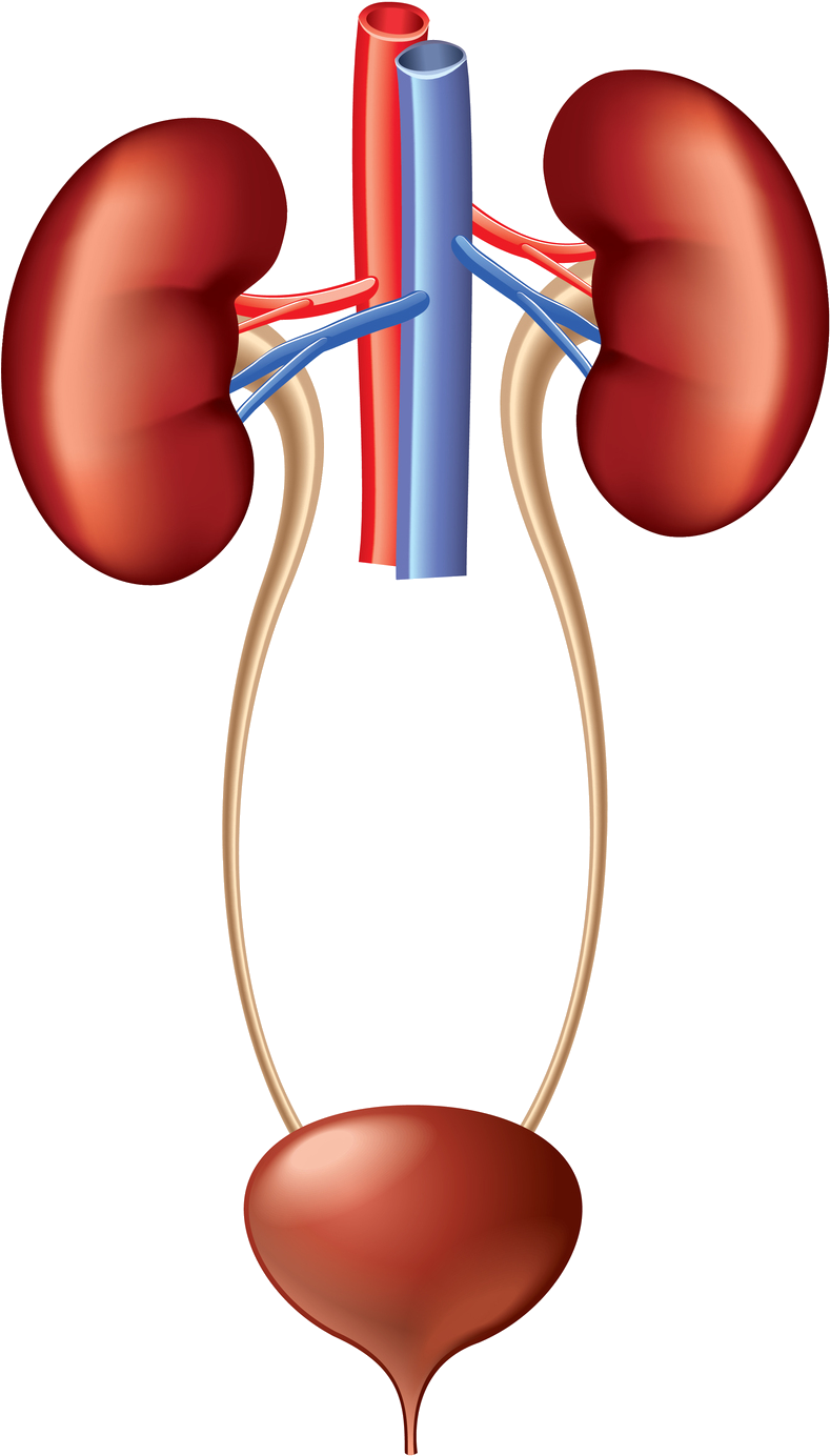 Diagram Of Kidney And Bladder (1570x1570)