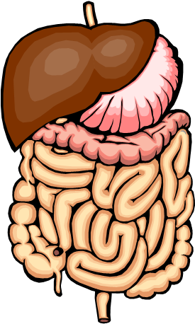 Hm00260 [1] - Digestive System Close Up (288x478)