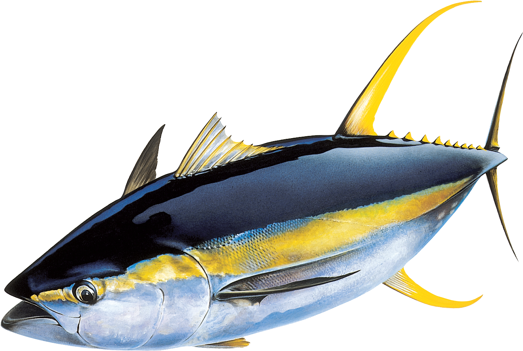 Next Gen Sequencing Means A Brighter Future For Yellowfin - Yellow Fin Tuna Hd (1681x1123)