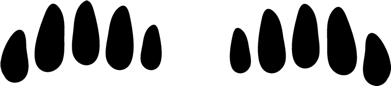 Mole Tracks Rubber Stamp - Mole Tracks Rubber Stamp (800x800)