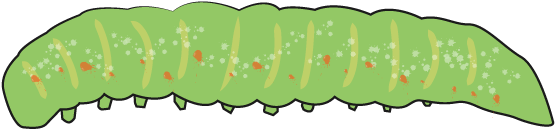 Animal Clip Art - Manduca Sexta (640x480)