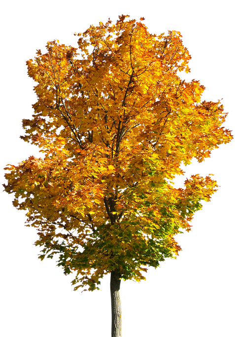 Fall Trees Clipart 14, - Tree Autumn Png (593x720)
