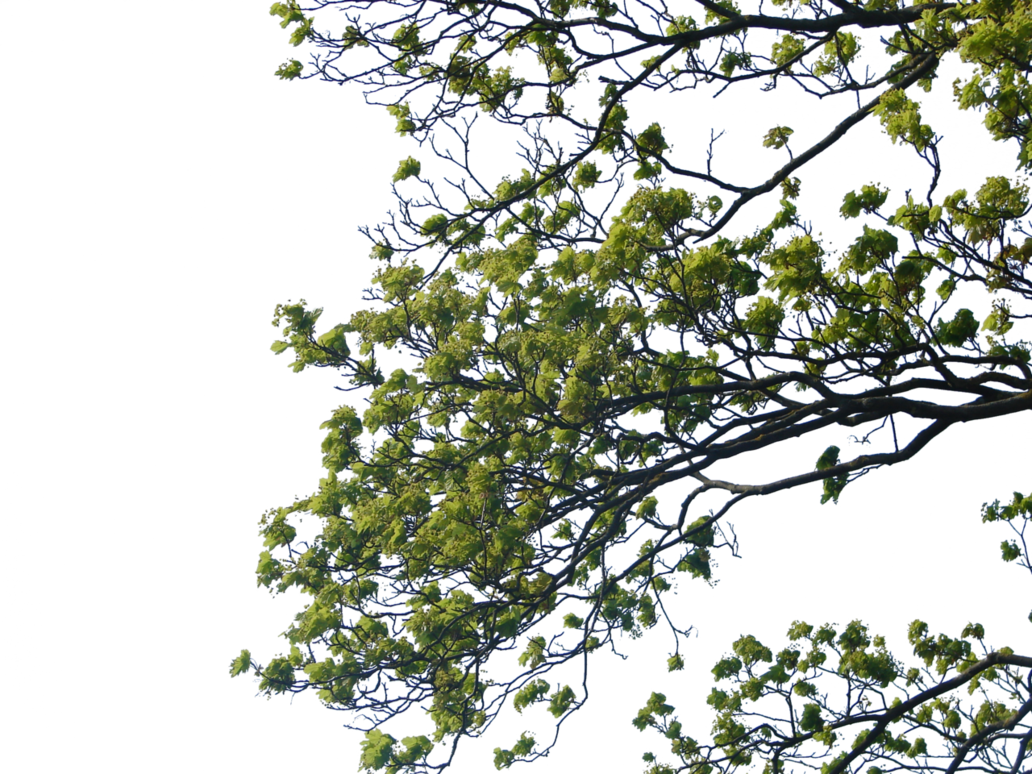 Tree Branch Png Clipart Png Mart Tree Branch Png Clipart - Tree Corner Photoshop (1032x774)