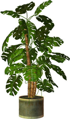 Garden Pot Plant - Plant In Pot Png (296x500)
