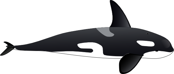 Killer Whale Clipart (795x340)